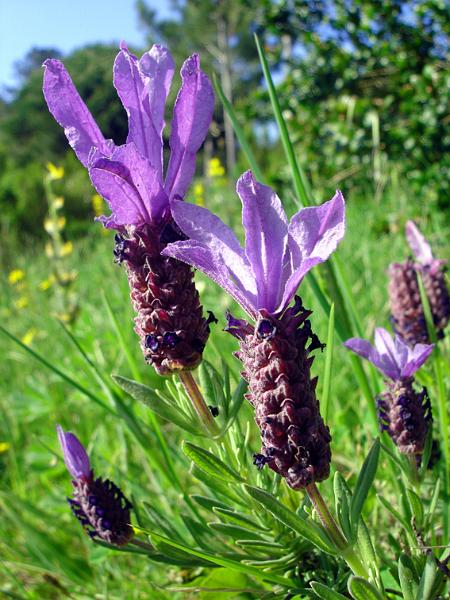 Arçãs, Rosmaninho (Lavandula Stoechas).jpg